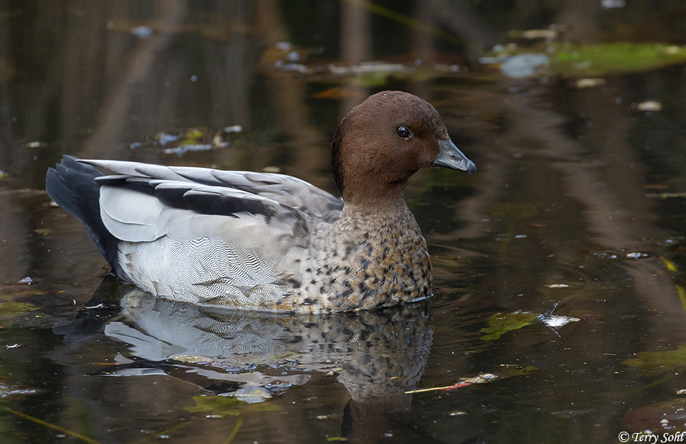 Australian Wood Duck - Chenonetta jubata
