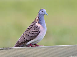 Bar-shouldered Dove 3 - Geopelia humeralis 