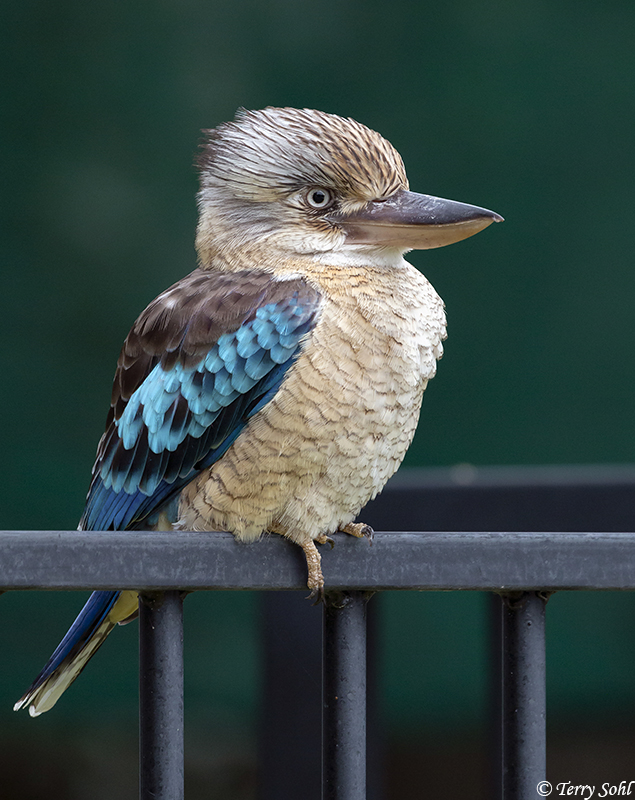 Blue-winged Kookaburra - Dacelo leachii