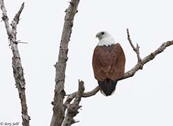 Brahminy Kite 2 - Haliastur indus
