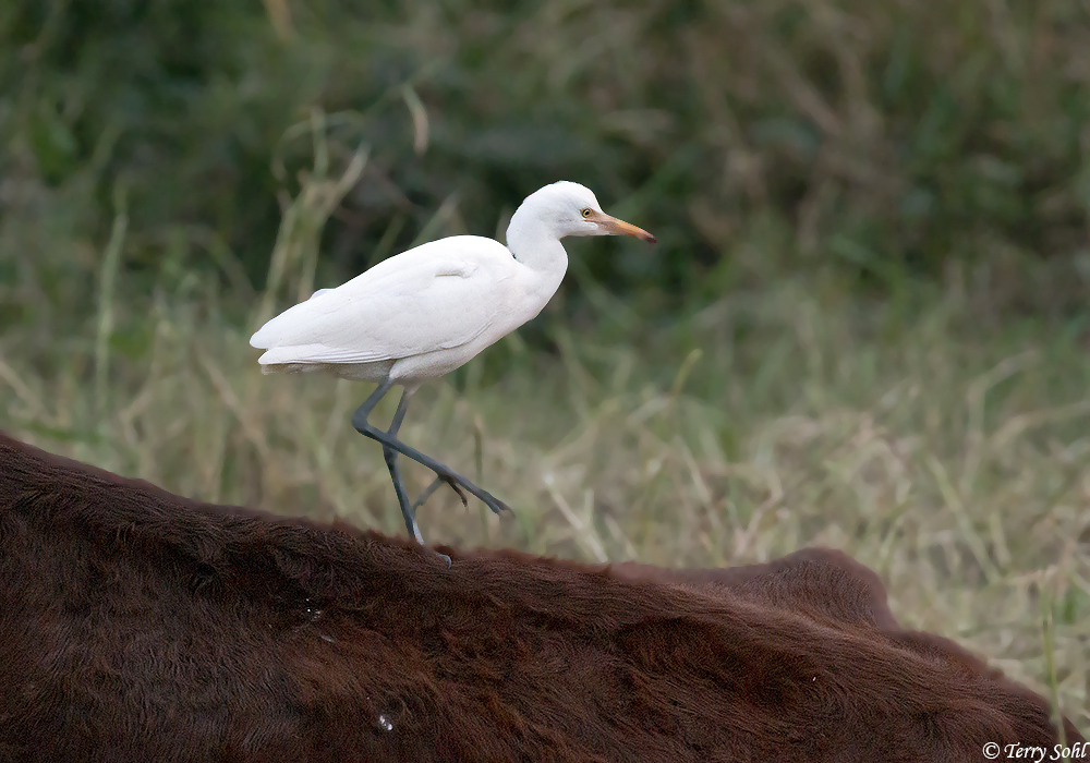 Cattle Egret - Bubulcus ibis
