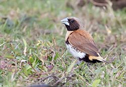 Chestnut-breasted Mannikin 1 - Lonchura castaneothorax