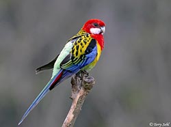 Eastern Rosella 1 - Platycercus eximius