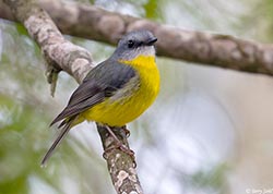 Eastern Yellow Robin 1 - Eopsaltria australis