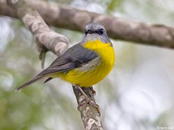 Eastern Yellow Robin 2 - Eopsaltria australis
