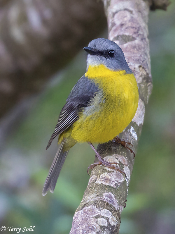 Eastern Yellow Robin - Eopsaltria australis
