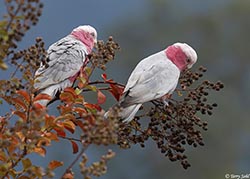 Galah 3 - Eolophus roseicapilla