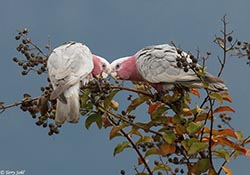 Galah 4 - Eolophus roseicapilla