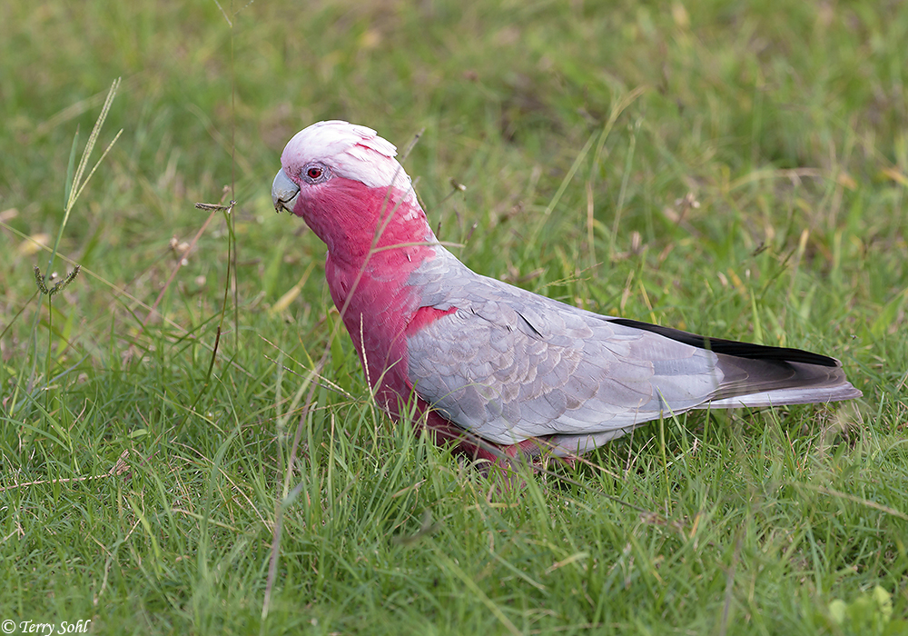 Galah - Eolophus roseicapilla