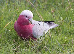 Galah 10 - Eolophus roseicapilla