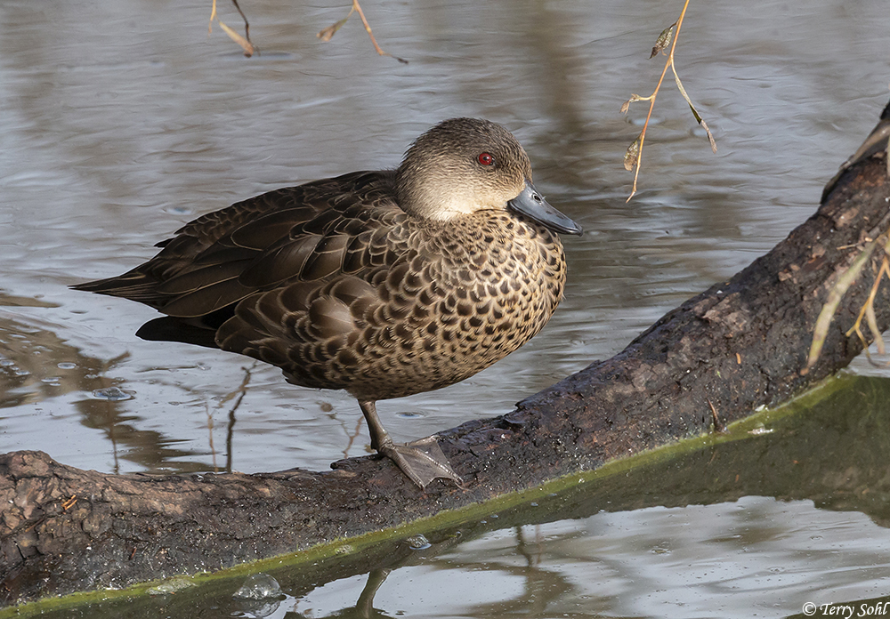 Grey Teal - Anas gracilis
