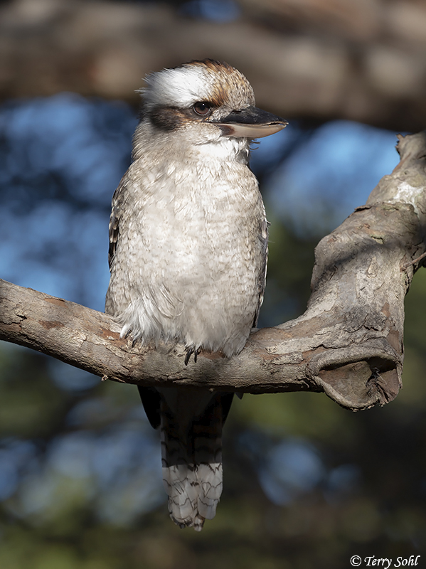 Laughing Kookaburra - Dacelo novaeguineae
