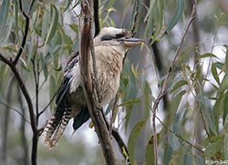 Laughing Kookaburra 2 - Dacelo novaeguineae