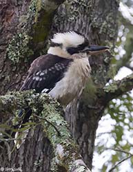Laughing Kookaburra 3 - Dacelo novaeguineae