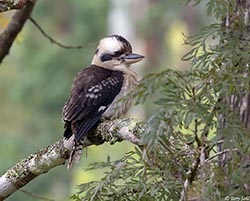 Laughing Kookaburra 4 - Dacelo novaeguineae