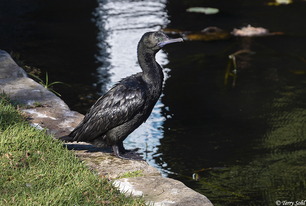 Little Black Cormorant -  Phalacrocorax sulcirostris