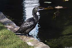Little Black Cormorant 4 - Phalacrocorax sulcirostris