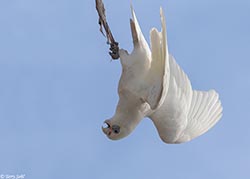 Little Corella 2 - Cacatua sanguinea