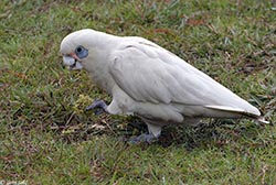 Little Corella 6 - Cacatua sanguinea