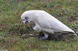 Little Corella 7 - Cacatua sanguinea
