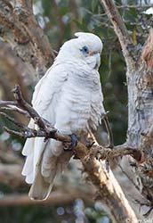 Little Corella 18 - Cacatua sanguinea