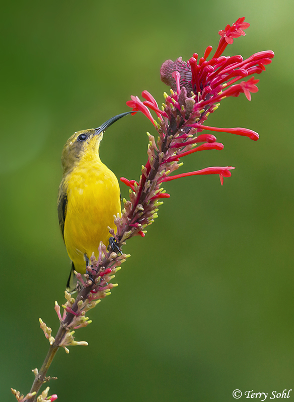 Olive-backed Sunbird - Cinnyris jugularis