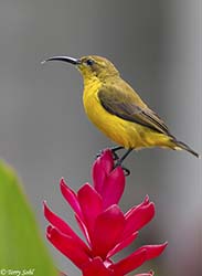 Olive-backed Sunbird 2 - Cinnyris jugularis