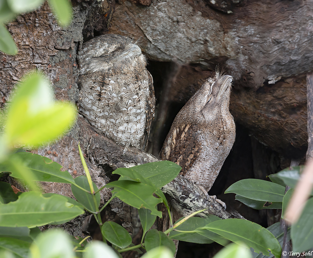 Papuan Frogmouth - Podargus papuensis