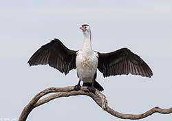 Pied Cormorant 7 - Phalacrocorax varius