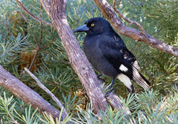 Pied Currawong 1 - Strepera graculina