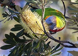 Rainbow Lorikeet 5 - Trichoglossus moluccanus