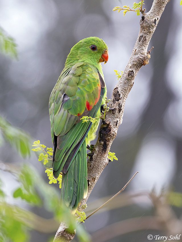Red-winged Parrot - Aprosmictus erythropterus