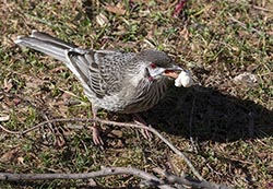 Red Wattlebird 1 - Anthochaera carunculata