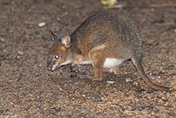 Red-legged Pademelon 1 - Thylogale stigmatica