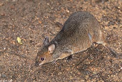 Red-legged Pademelon 2 - Thylogale stigmatica