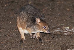 Red-legged Pademelon 5 - Thylogale stigmatica