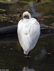 Royal Spoonbill 11 - Platalea regia