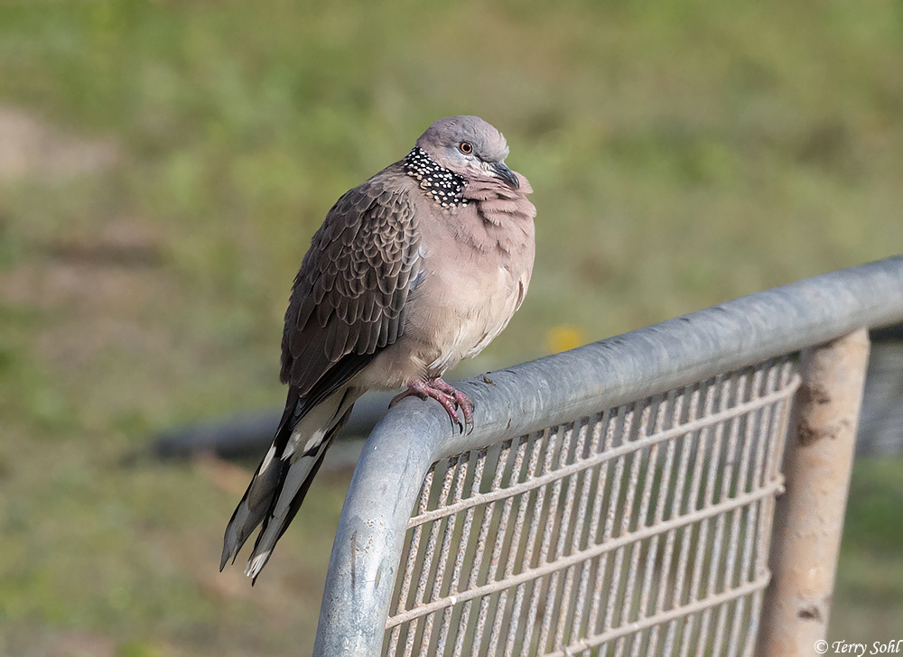 Spotted Dove - Spilopelia chinensis