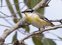 Striated Pardalote 1 - Pardalotus striatus