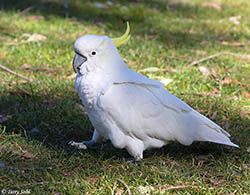Sulphur-crested Cockatoo 2 - Cacatua galerita