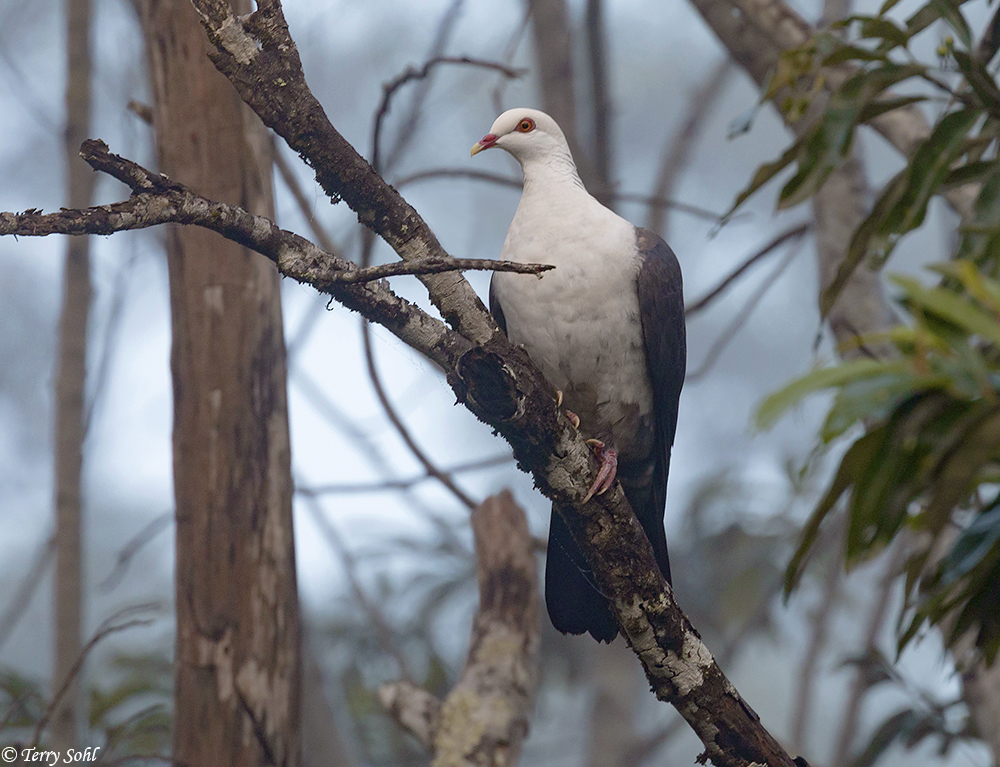 White-headed Pigeon - Columba leucomela