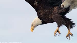 Bald Eagle - Screen Background