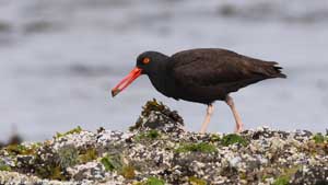 Black Oystercatcher - Screen Background
