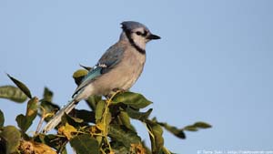 Blue Jay - Screen Background