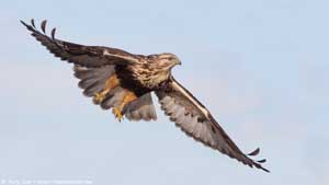 Rough-legged Hawk - Screen Background