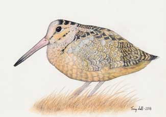 American Woodcock - Scolopax minor