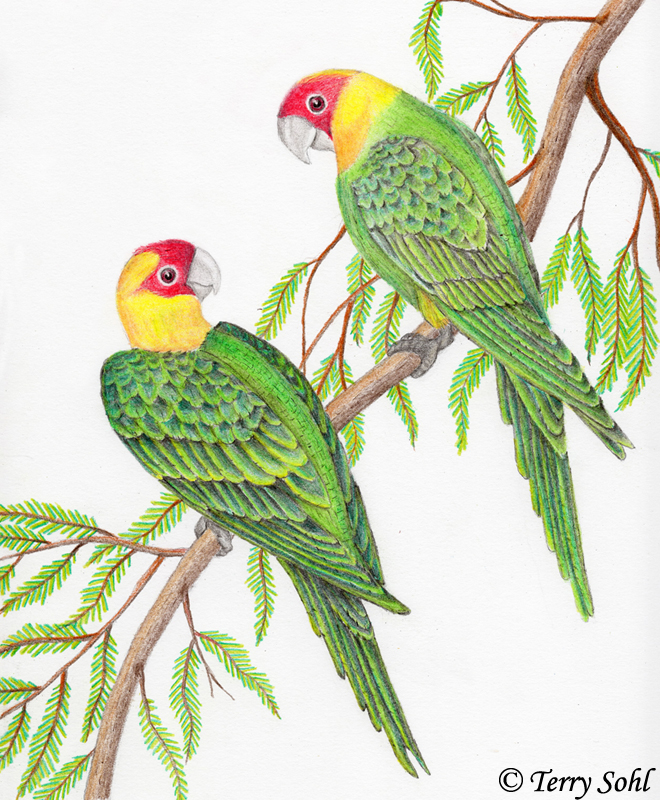 Carolina Parakeet - Drawing by Terry Sohl