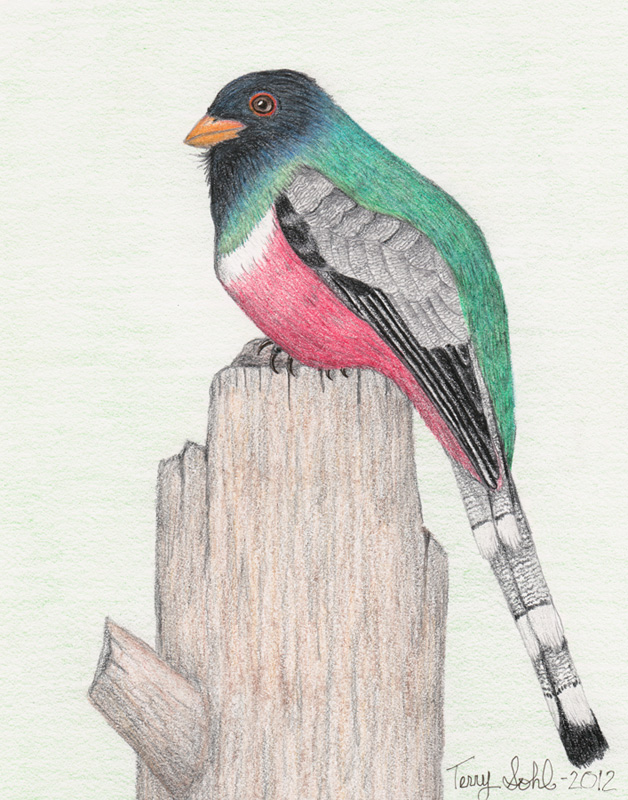 Elegant Trogon - Drawing by Terry Sohl