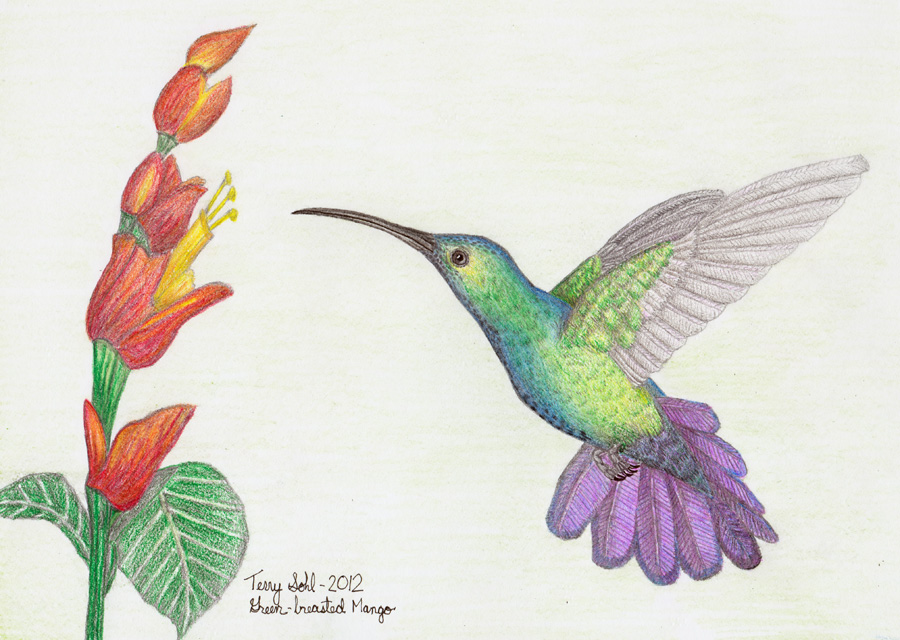 Green-breasted Mango - By Terry Sohl