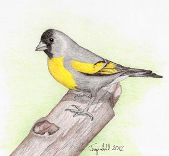 Lawrence's Goldfinch Drawing By Terry Sohl